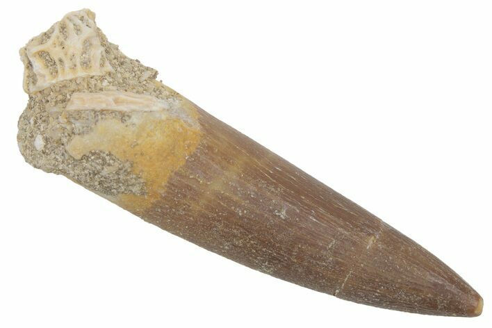 Fossil Plesiosaur (Zarafasaura) Tooth - Morocco #215841